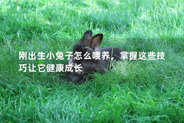 刚出生小兔子怎么喂养，掌握这些技巧让它健康成长