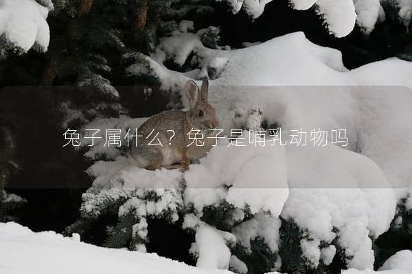兔子属什么？兔子是哺乳动物吗