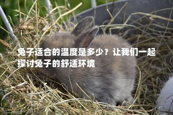 兔子适合的温度是多少？让我们一起探讨兔子的舒适环境
