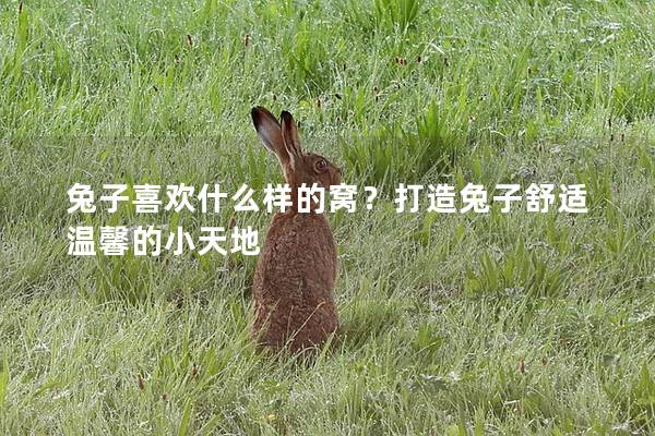 兔子喜欢什么样的窝？打造兔子舒适温馨的小天地