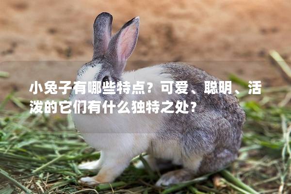 小兔子有哪些特点？可爱、聪明、活泼的它们有什么独特之处？