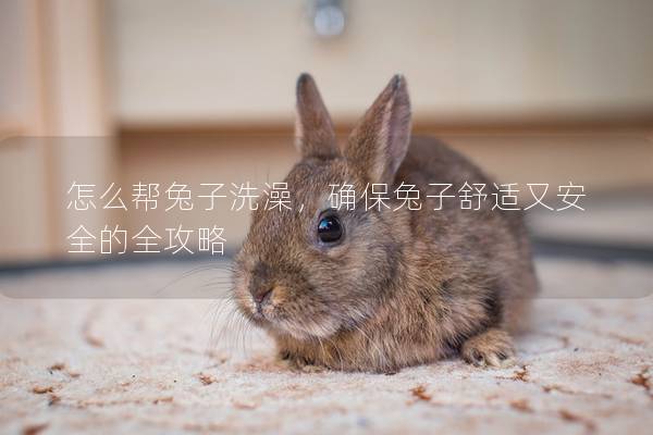 怎么帮兔子洗澡，确保兔子舒适又安全的全攻略