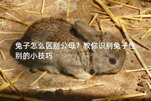 兔子怎么区别公母？教你识别兔子性别的小技巧