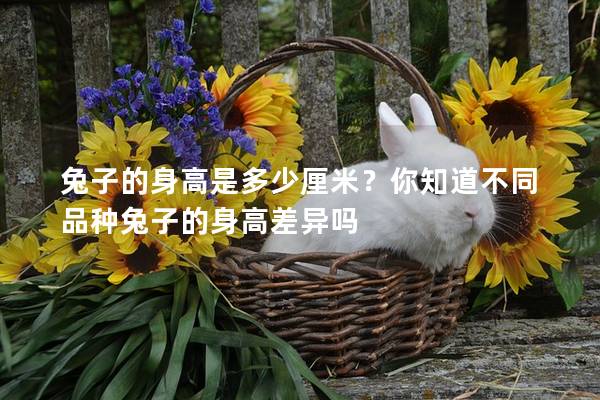 兔子的身高是多少厘米？你知道不同品种兔子的身高差异吗