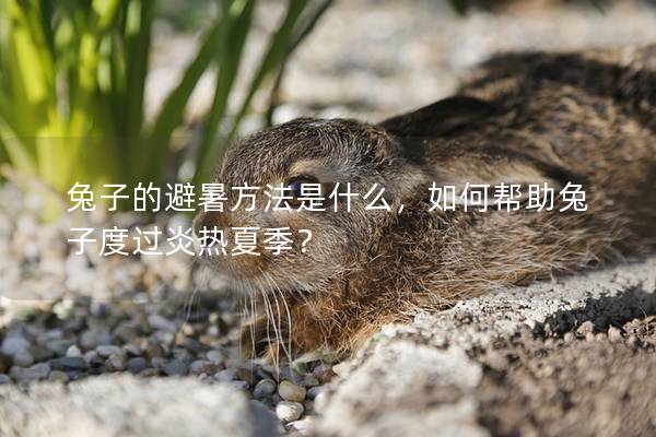 兔子的避暑方法是什么，如何帮助兔子度过炎热夏季？
