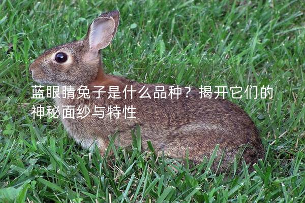 蓝眼睛兔子是什么品种？揭开它们的神秘面纱与特性