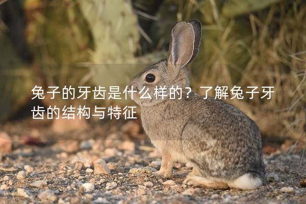 兔子的牙齿是什么样的？了解兔子牙齿的结构与特征