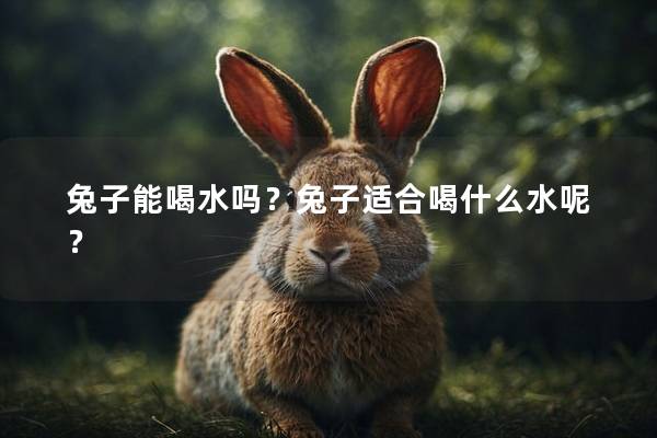 兔子能喝水吗？兔子适合喝什么水呢？