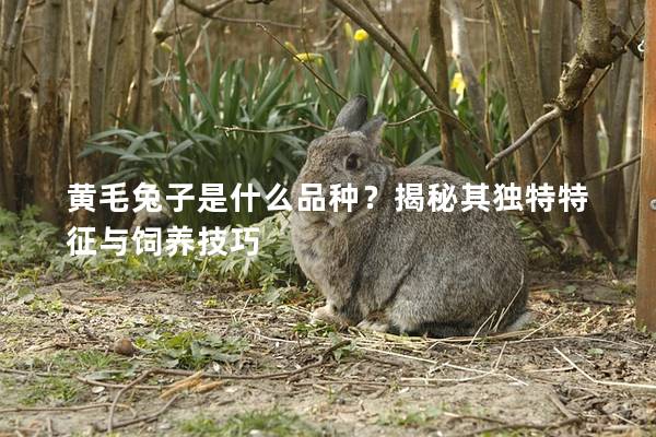 黄毛兔子是什么品种？揭秘其独特特征与饲养技巧