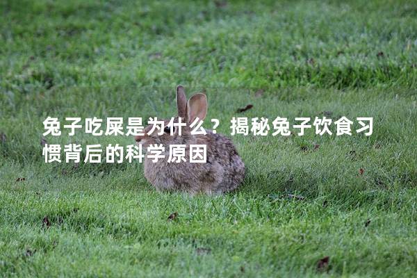 兔子吃屎是为什么？揭秘兔子饮食习惯背后的科学原因