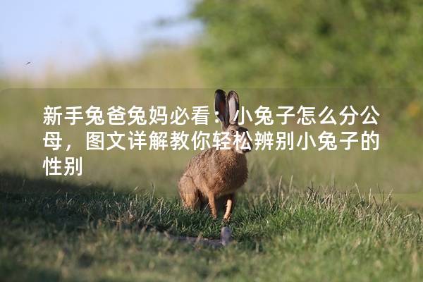 新手兔爸兔妈必看：小兔子怎么分公母，图文详解教你轻松辨别小兔子的性别