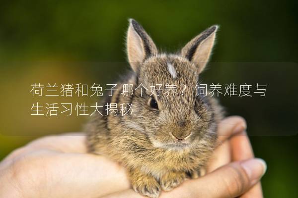 荷兰猪和兔子哪个好养？饲养难度与生活习性大揭秘