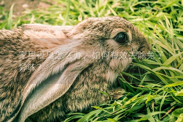 家里很臭怎么办，如何有效去除兔子异味？