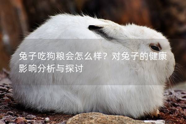 兔子吃狗粮会怎么样？对兔子的健康影响分析与探讨