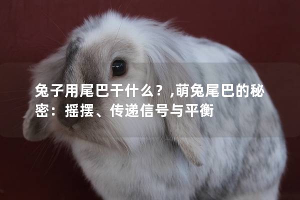 兔子用尾巴干什么？,萌兔尾巴的秘密：摇摆、传递信号与平衡