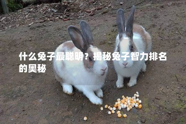 什么兔子最聪明？揭秘兔子智力排名的奥秘