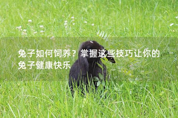 兔子如何饲养？掌握这些技巧让你的兔子健康快乐