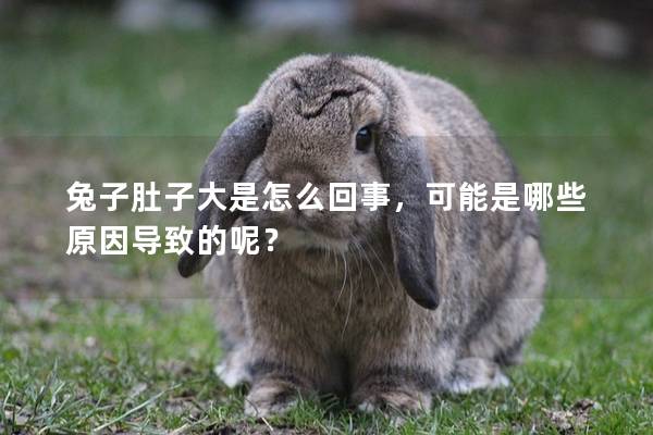 兔子肚子大是怎么回事，可能是哪些原因导致的呢？