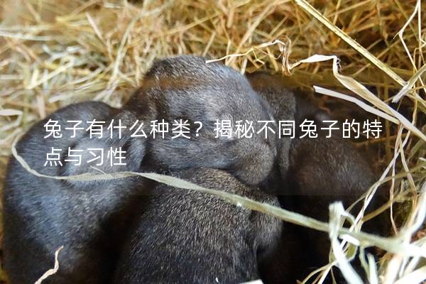 兔子有什么种类？揭秘不同兔子的特点与习性