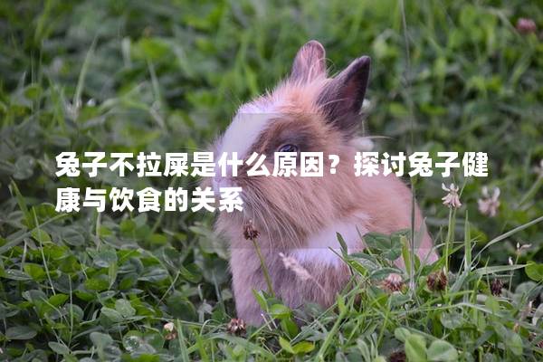 兔子不拉屎是什么原因？探讨兔子健康与饮食的关系