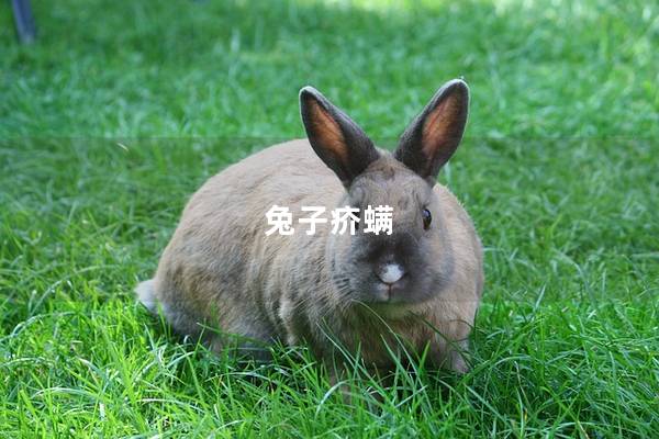 兔子疥螨