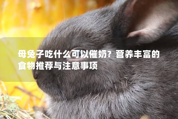 母兔子吃什么可以催奶？营养丰富的食物推荐与注意事项