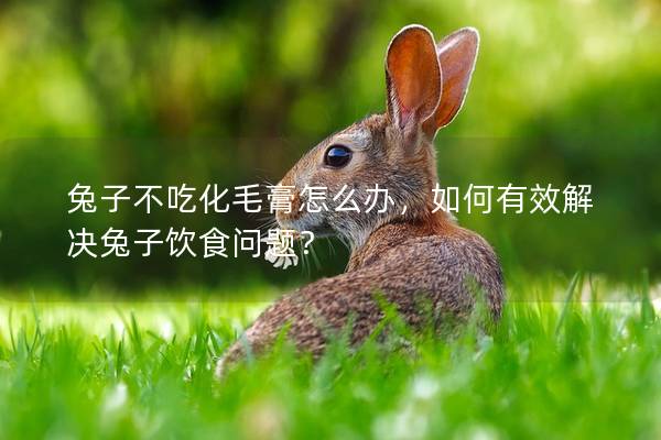 兔子不吃化毛膏怎么办，如何有效解决兔子饮食问题？