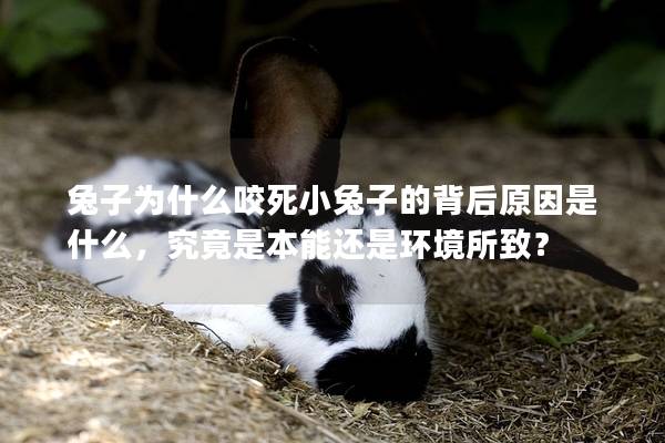 兔子为什么咬死小兔子的背后原因是什么，究竟是本能还是环境所致？