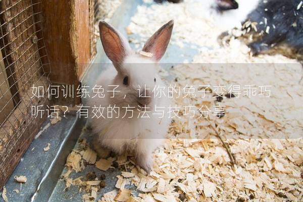 如何训练兔子，让你的兔子变得乖巧听话？有效的方法与技巧分享