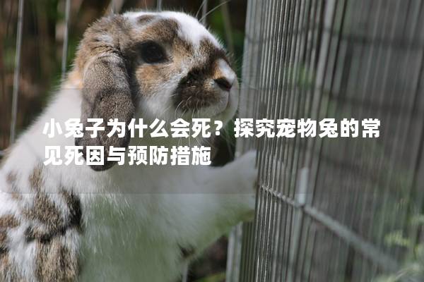 小兔子为什么会死？探究宠物兔的常见死因与预防措施