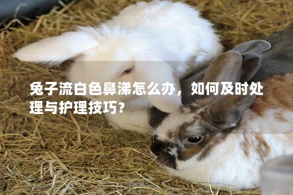 兔子流白色鼻涕怎么办，如何及时处理与护理技巧？
