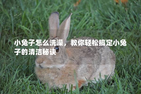 小兔子怎么洗澡，教你轻松搞定小兔子的清洁秘诀