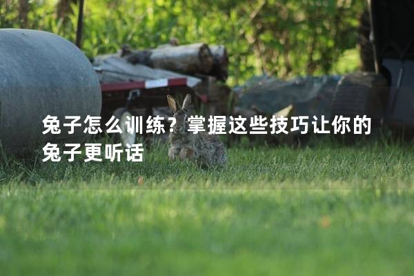 兔子怎么训练？掌握这些技巧让你的兔子更听话