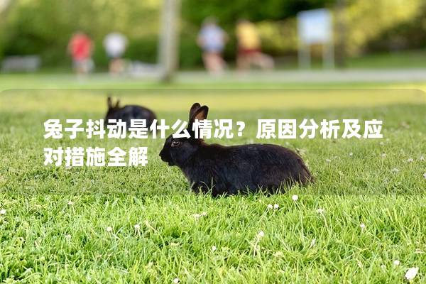 兔子抖动是什么情况？原因分析及应对措施全解