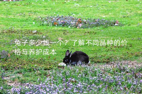 兔子多少钱一个？了解不同品种的价格与养护成本
