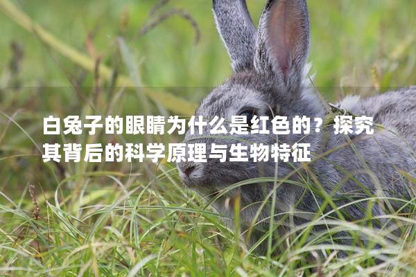 白兔子的眼睛为什么是红色的？探究其背后的科学原理与生物特征