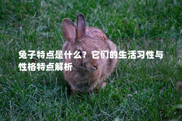 兔子特点是什么？它们的生活习性与性格特点解析