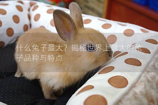 什么兔子最大？揭秘世界上最大的兔子品种与特点