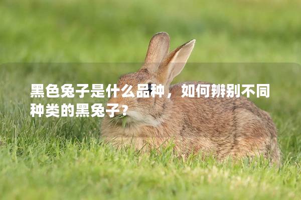 黑色兔子是什么品种，如何辨别不同种类的黑兔子？