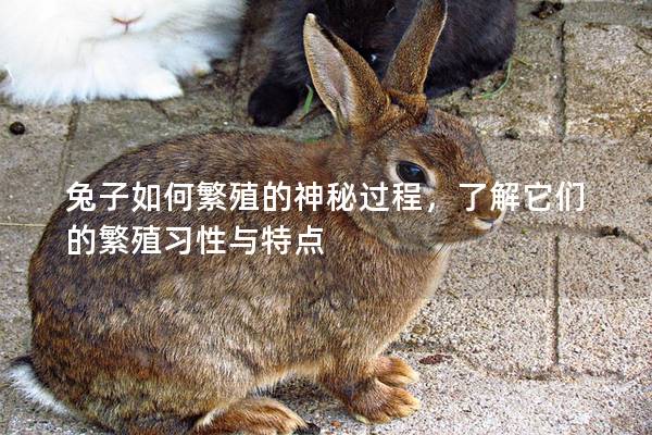 兔子如何繁殖的神秘过程，了解它们的繁殖习性与特点