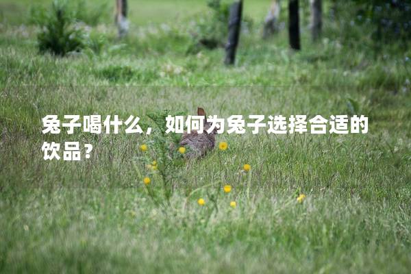 兔子喝什么，如何为兔子选择合适的饮品？
