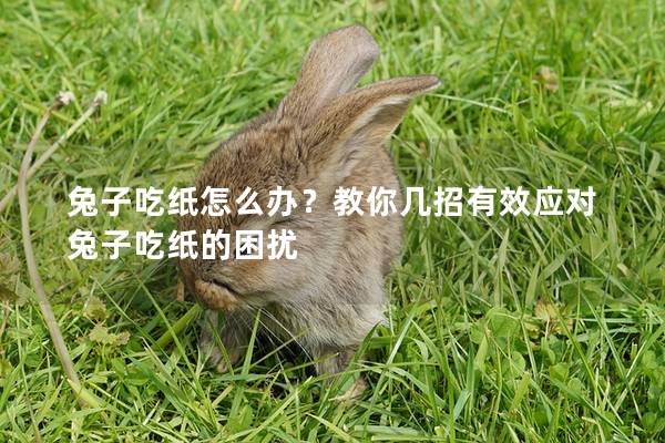 兔子吃纸怎么办？教你几招有效应对兔子吃纸的困扰
