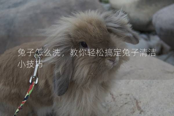 兔子怎么洗，教你轻松搞定兔子清洁小技巧