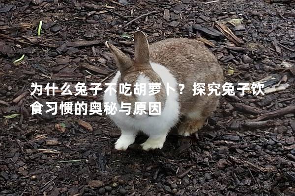 为什么兔子不吃胡萝卜？探究兔子饮食习惯的奥秘与原因