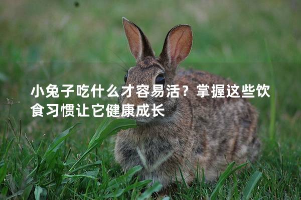 小兔子吃什么才容易活？掌握这些饮食习惯让它健康成长