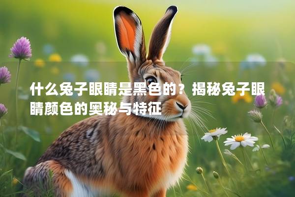 什么兔子眼睛是黑色的？揭秘兔子眼睛颜色的奥秘与特征