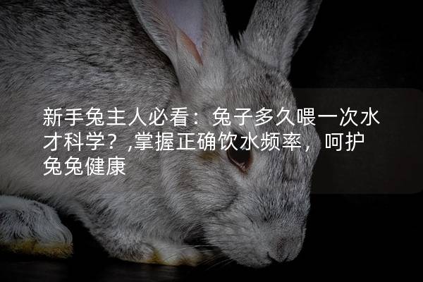 新手兔主人必看：兔子多久喂一次水才科学？,掌握正确饮水频率，呵护兔兔健康