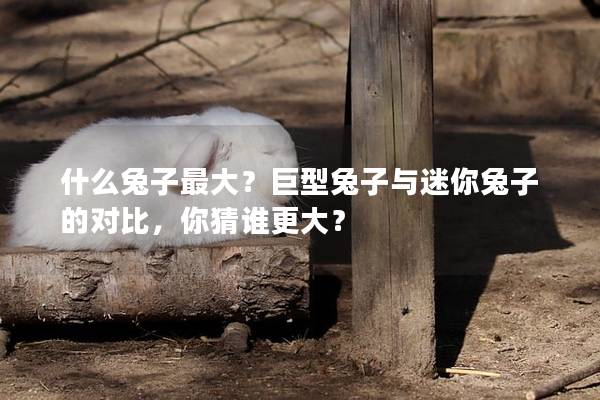 什么兔子最大？巨型兔子与迷你兔子的对比，你猜谁更大？