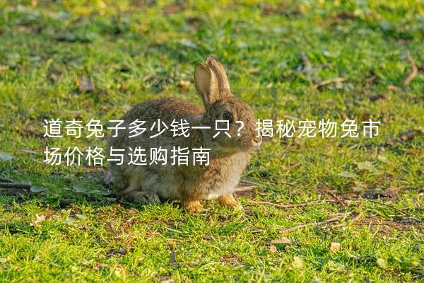 道奇兔子多少钱一只？揭秘宠物兔市场价格与选购指南