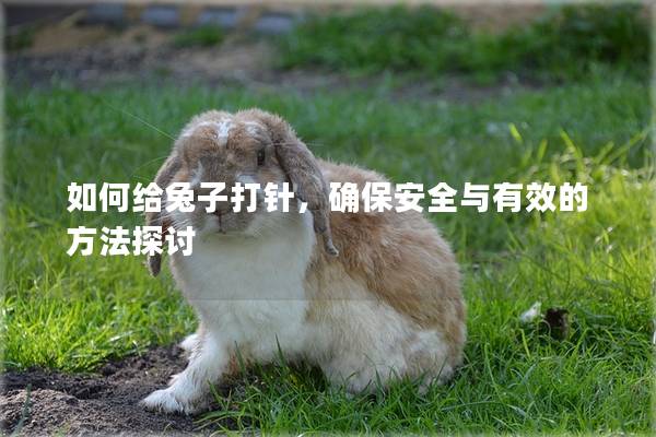如何给兔子打针，确保安全与有效的方法探讨
